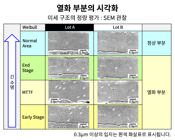 SEM 관찰 결과